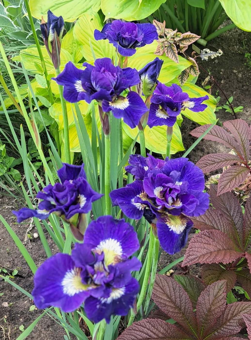 Barzdotasis vilkdalgis - Tamsiai violetinė