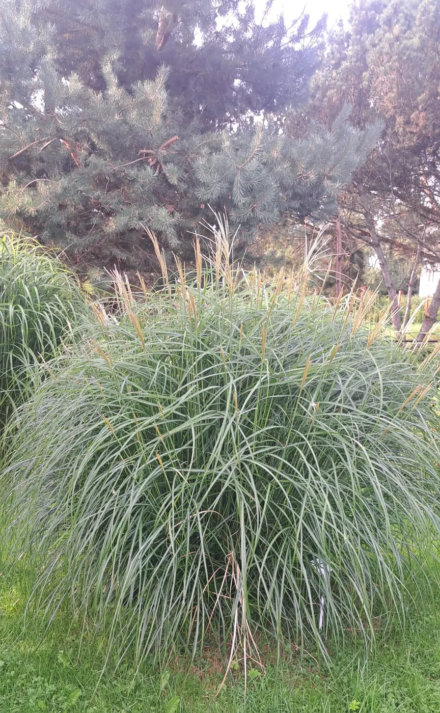 Dekoratyvinė viksva - Melsvai žalia