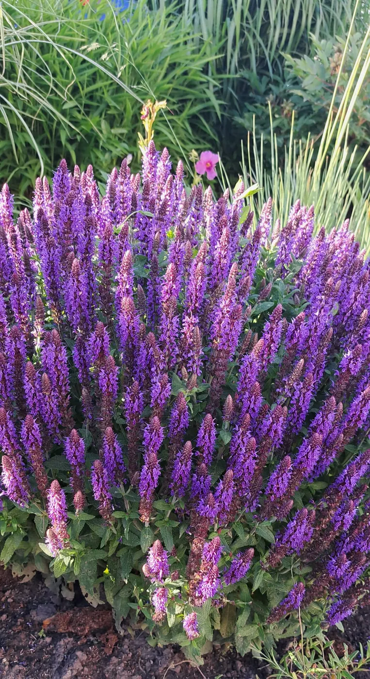 Gojinis šalavijas - Violetinė