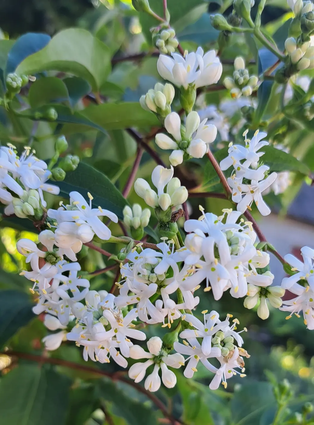 Ligustras - Balta