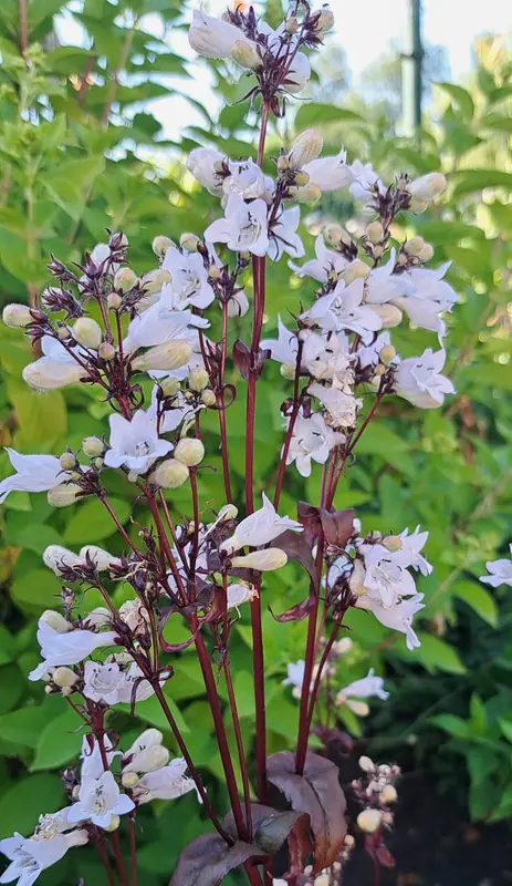 Penstemonas
