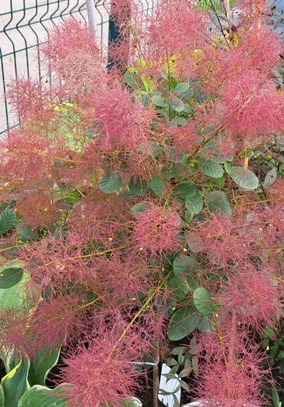 Pūkenis