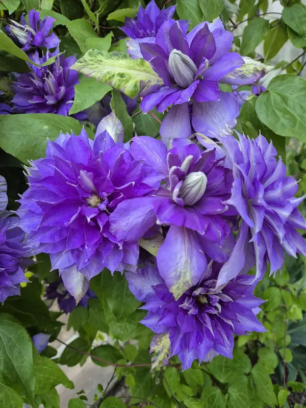 Mėlynai violetinė