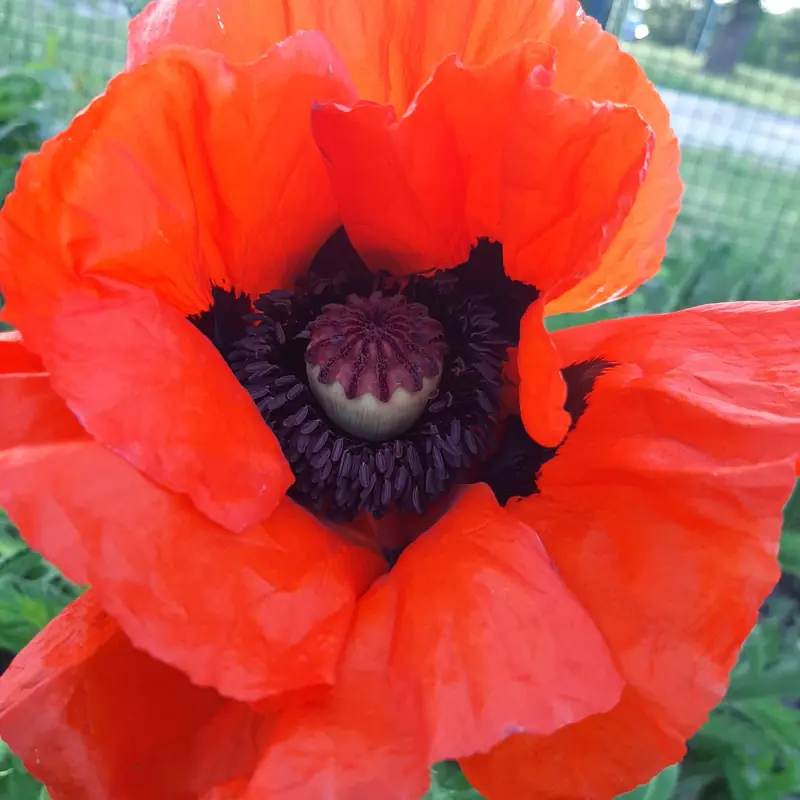 Oranžiai raudona