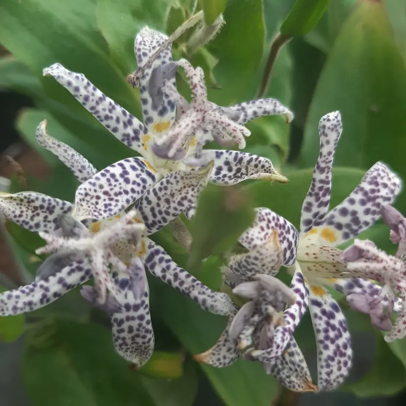 Tricirtis