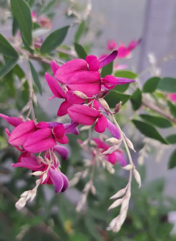 Tunbergo lespedeza