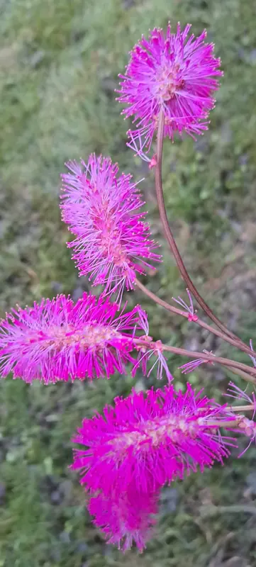 Varpotasis liatris