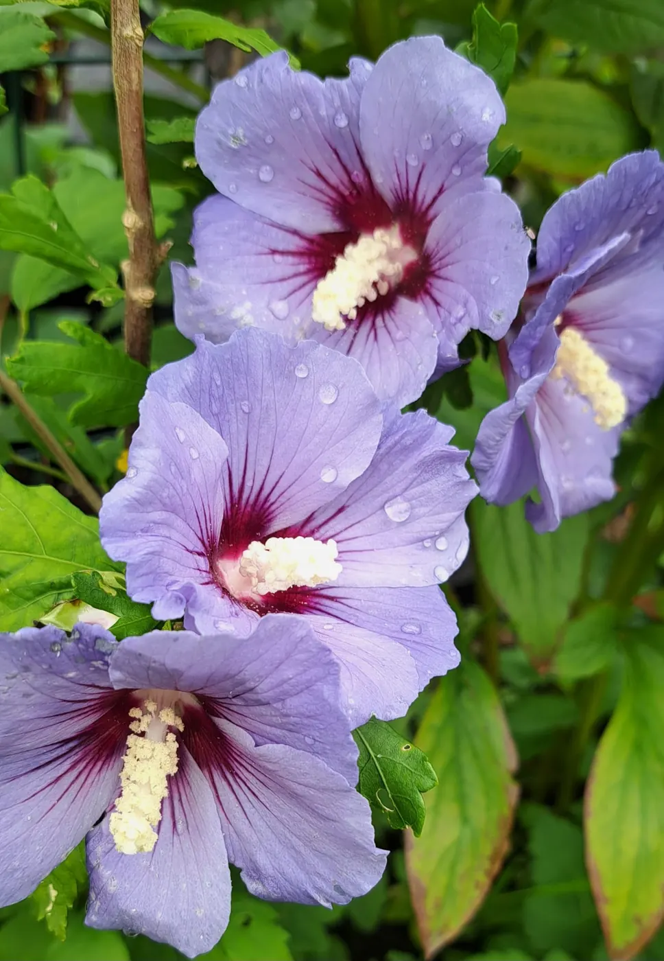 Sirinis hibiskas - Melsvai violetinė